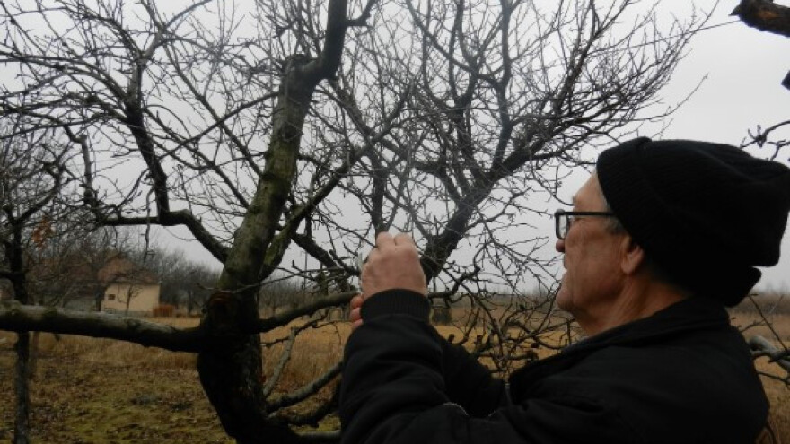 Pravilna rezidba donosi siguran rod