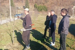 Šljiva savka je najbolja za rakiju - šta je ključno u rezidbi?
