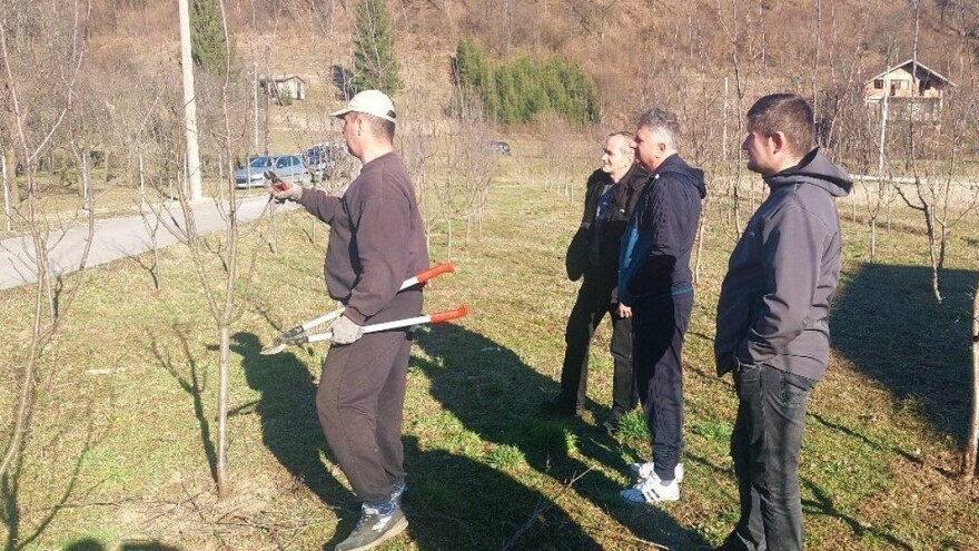Šljiva savka je najbolja za rakiju - šta je ključno u rezidbi?