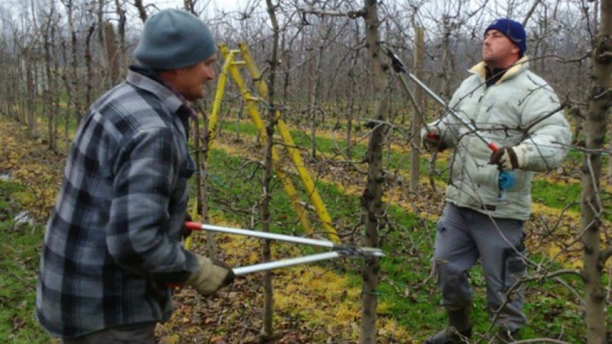 Kako se obavlja zimska rezidba voća?