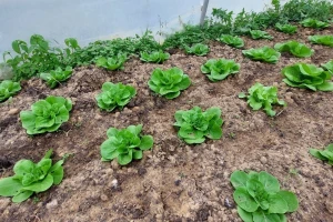 Prihrana i zaštita salate - kada i šta primijeniti?