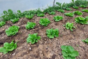 Prihrana i zaštita salate - kada i šta primijeniti?