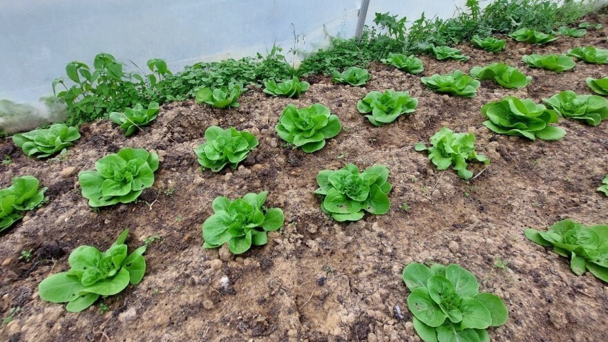 Prihrana i zaštita salate - kada i šta primijeniti?