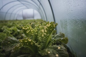 Zimska salata u plastenicima