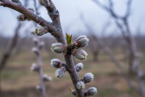 Zimska zaštita koštičavog voća!