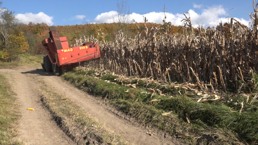Prelazak stoke na suvu hranu: Da li će biti problem loše zrno kukuruza i buđ?