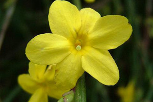 Zimski jasmin
