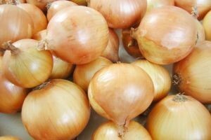 Zaštitite zimski luk od truleži i plamenjače
