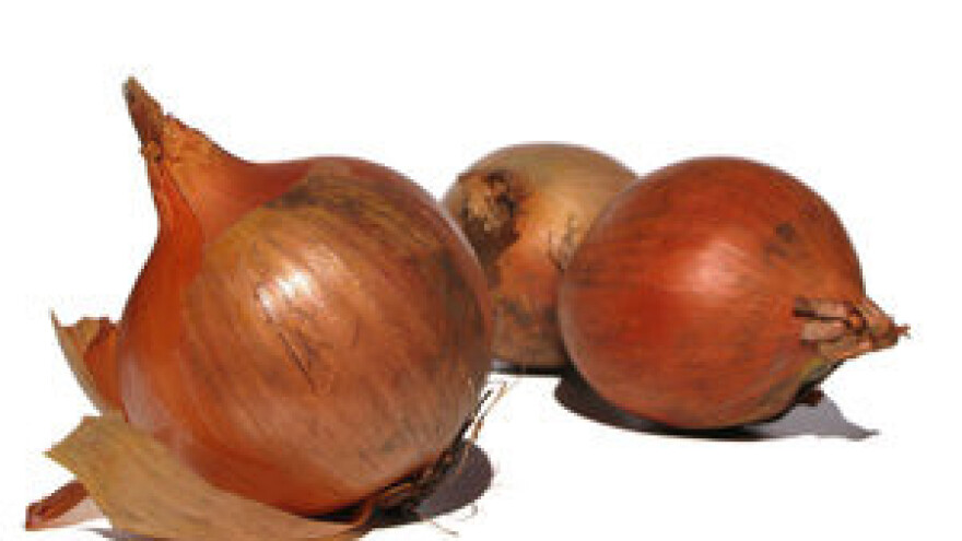 Bolesti zimskog luka