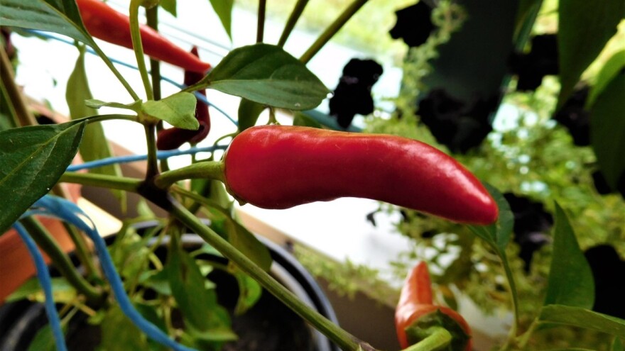 7 biljnih vrsta za zimsko baštovanstvo u zatvorenom prostoru