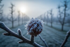 Zimsko mirovanje voćaka