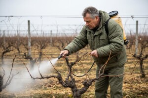 Zimsko prskanje vinograda