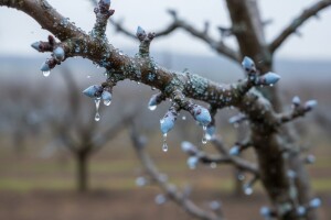 Zimsko prskanje voćaka!