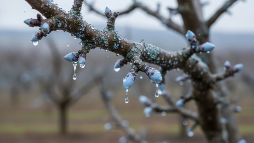 Zimsko prskanje voćaka!