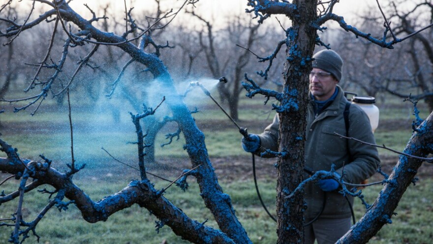 Zimsko prskanje voćaka i vinove loze