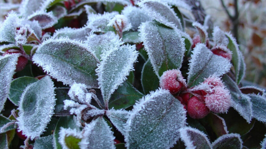 Šarenilo u bašči i u bijelim zimskim danima