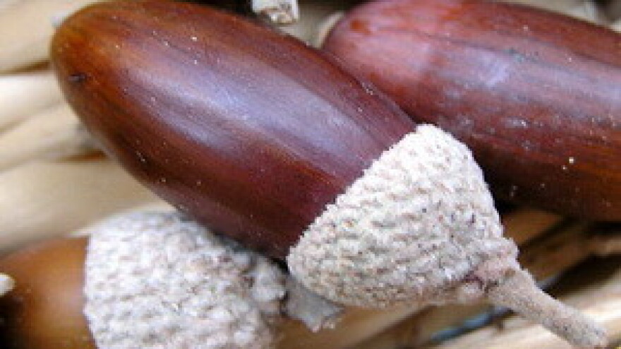 Izvozna cijena žira tri puta veća od otkupne