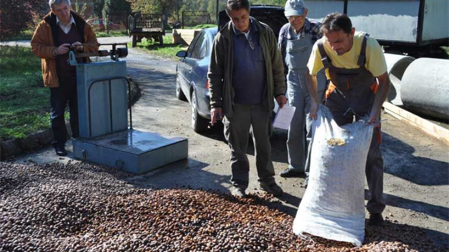 Urod žira skroman, ali je zato cijena visoka