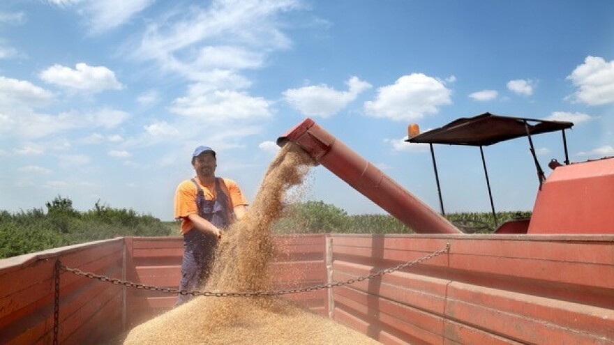 Nema restrikcija na izvoz žitarica