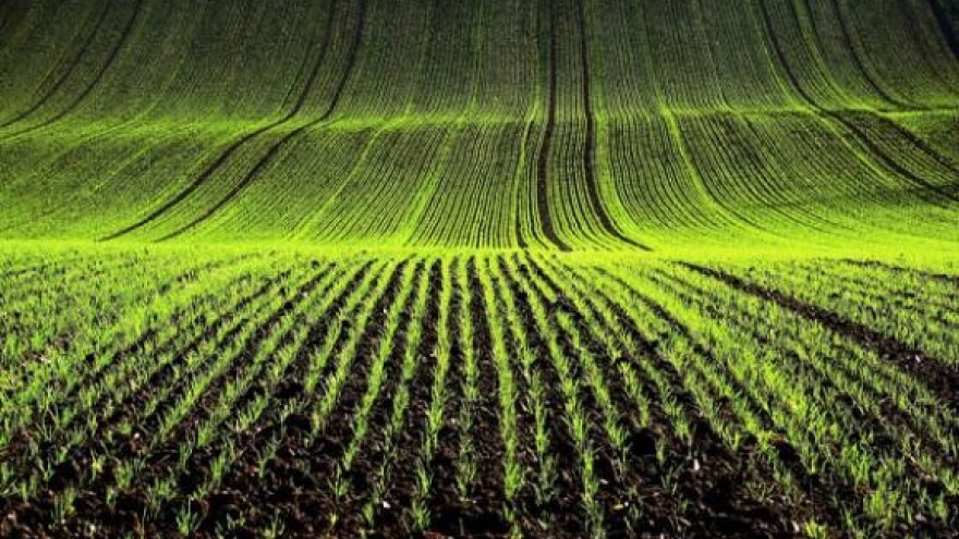 Prednosti jesenskog suzbijanja korova u žitaricama