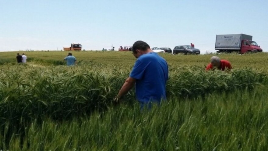 Pad zaliha žitarica u idućoj sezoni!