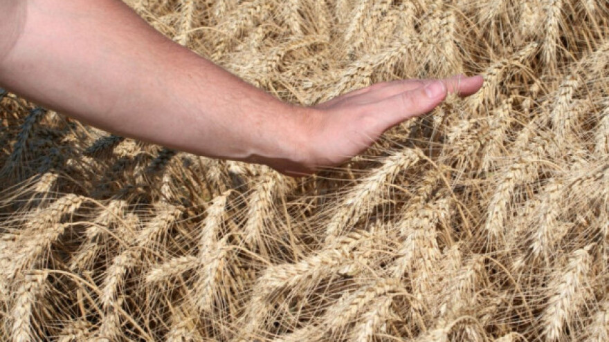 Proizvodnja žitarica u EU ponovo ispod proseka