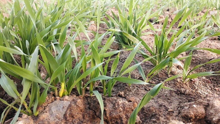 Primjenom prebiotika do boljih vodozračnih odnosa i plodnosti tla, a time i snažnijih usjeva