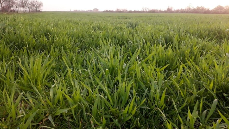 Ozime žitarice: S herbicidima krenite kada se temperatura ustali desetak dana na 15°C