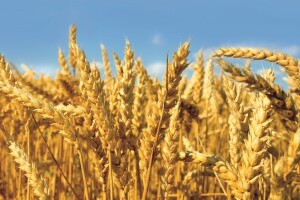 Kontrola korova u strnim žitaricama