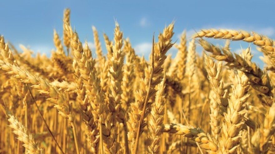 Kontrola korova u strnim žitaricama