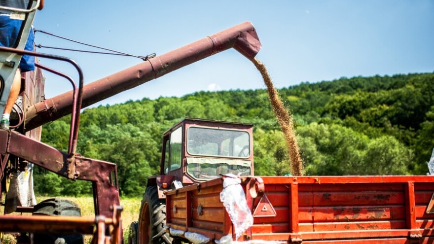 Žitarice gube bitku na poljima - ne i na tržištu!