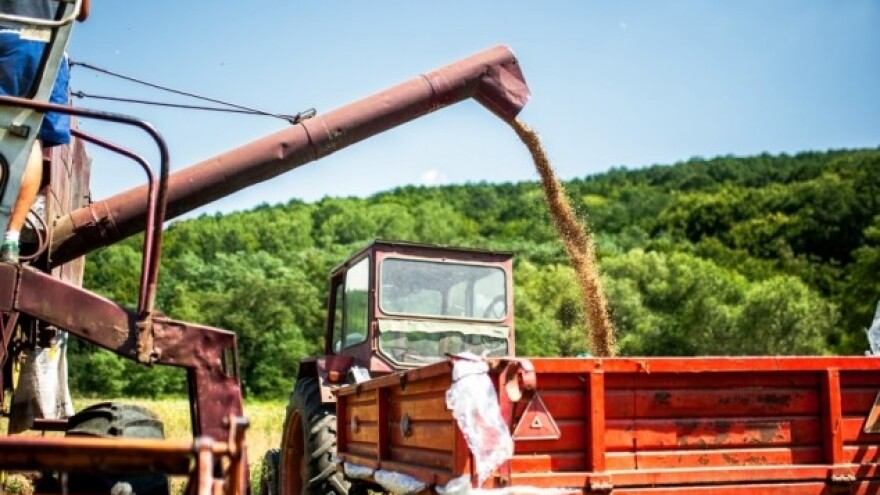 Žitarice gube bitku na poljima - ne i na tržištu!