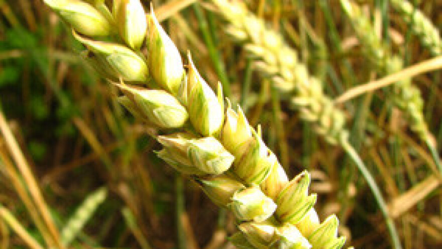 Vrućina loša za potrošače, dobra za špekulante