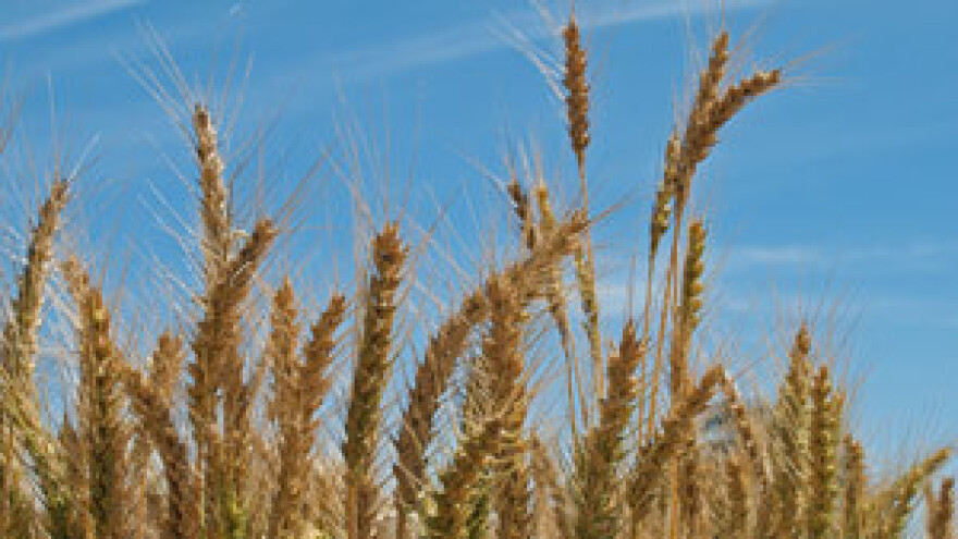 Program prilagodbe hrvatske poljoprivrede EU-ovom tržištu