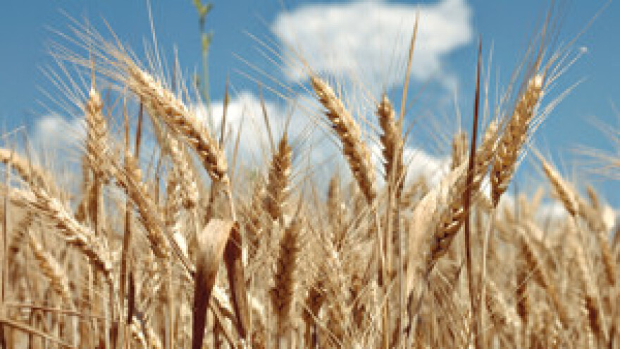 Izaberimo Peru Kvržicu za ministra poljoprivrede