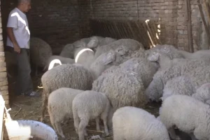 Uzgoj ovaca i svinja u Žitištu