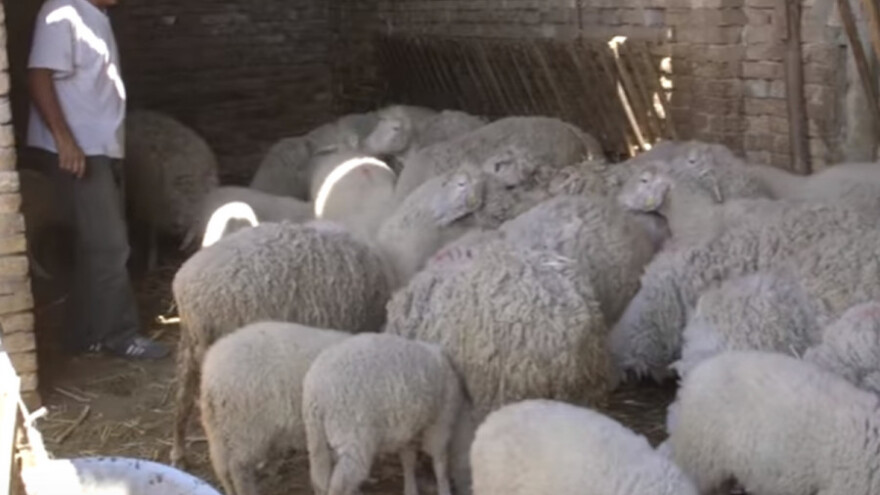 Uzgoj ovaca i svinja u Žitištu