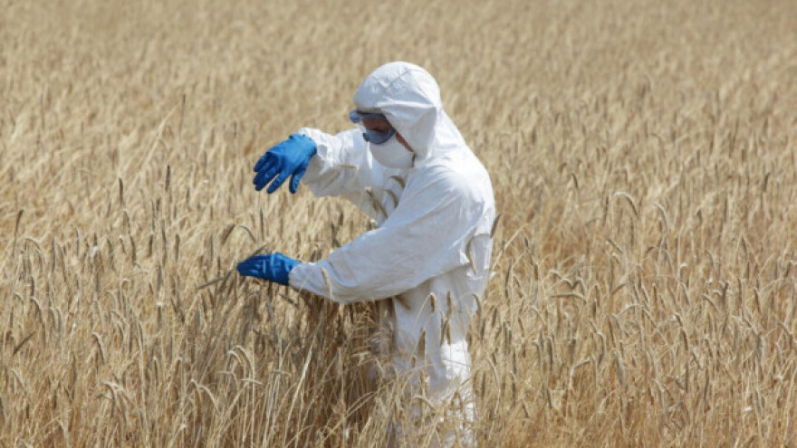 Prijeti žitna hrđa - uzrokuje štete i do 100%