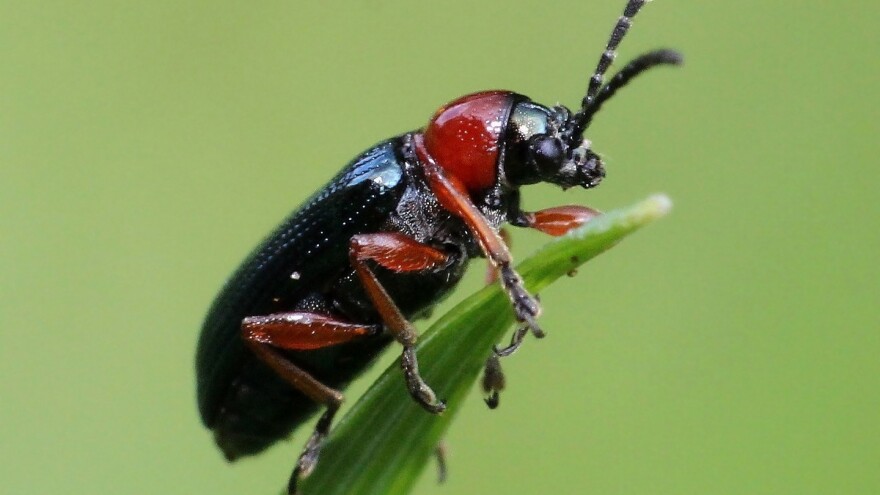 Vrijeme je za borbu protiv leme - žitnog balca