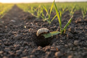 Žitni bauljar preti pšenici