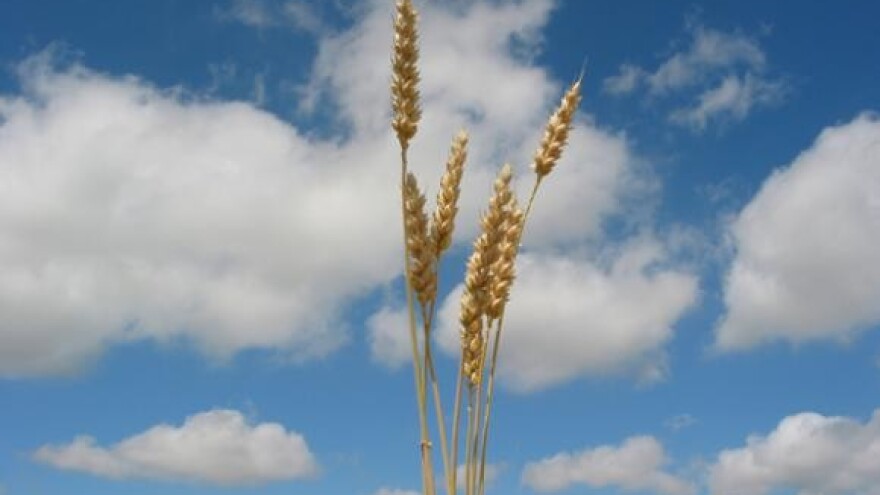 Cijena brašna izjednačena s otkupnom cijenom pšenice