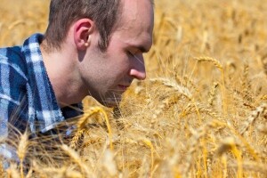 Proizvođači: 1,15 kn za kg pšenice je malo!