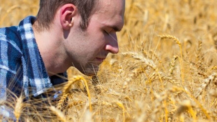 Proizvođači: 1,15 kn za kg pšenice je malo!