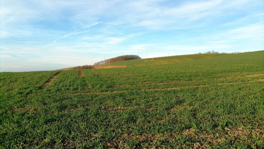 Sunčano i toplije vreme - više biljnih bolesti