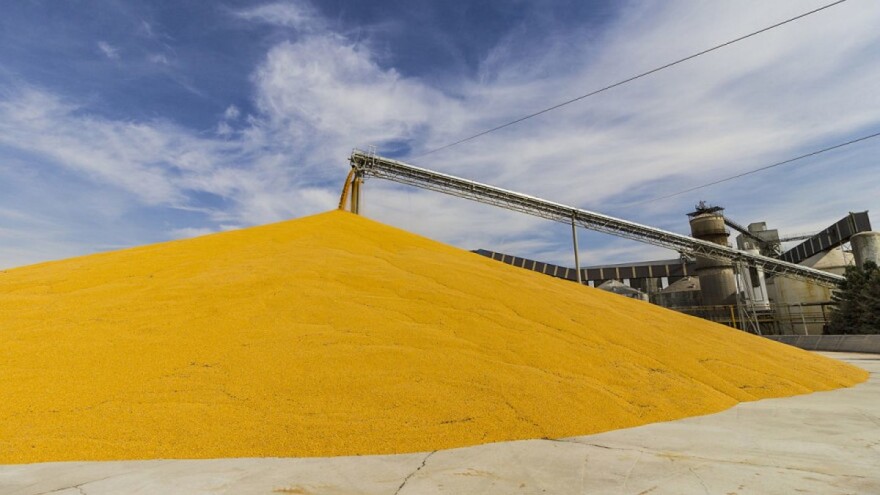 Kina povećava proizvodnju kukuruza, veća cijena ispraznila skladišta?