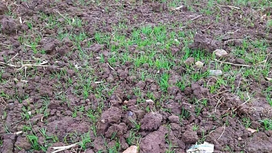 Padavine za neujednačenost nicanja, a prihrana za siguran prinos žita