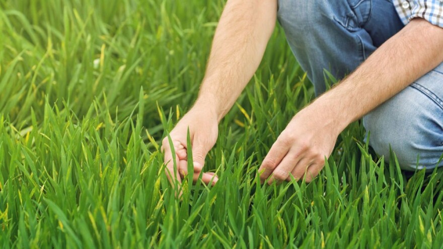 Prihranjivanje pšenice azotom - obavezna mjera