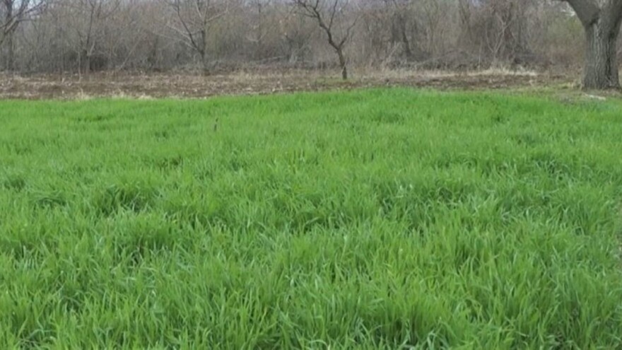 Stručnjaci savjetuju: Pšenicu zaštititi iako nema znakova bolesti