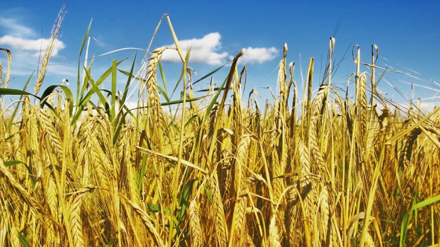 Pravilan odabir pokrovnog usjeva važan je za zaštitu tla