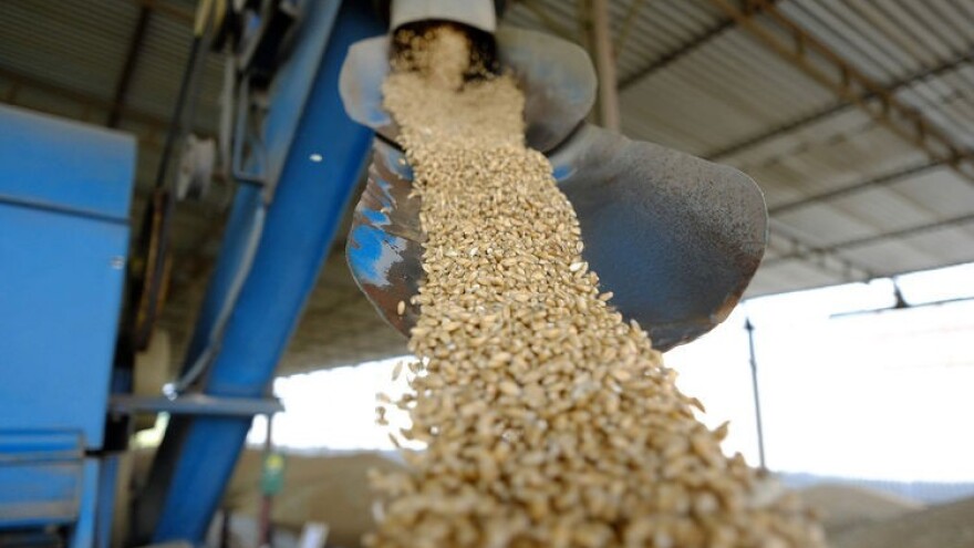 Rastu cijene žitarica - mlijeko i ulje u bescjenje!